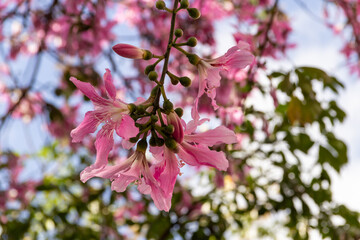 Detalhe de galhos cheios de flores cor-de-rosa. Ceiba speciosa.