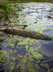 swamp in an uninhabited place