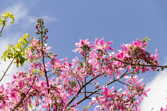 Detalhe de galhos cheios de flores cor-de-rosa. Ceiba speciosa.