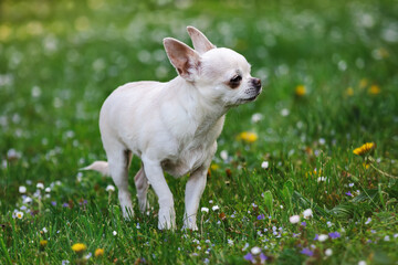 Cute chihuahua dog runs on the lawn .
