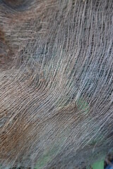 Detail of palm tree trunk vegetal fibers
.A close-up shot of natural palm tree bark fiber on a hot summer day.

