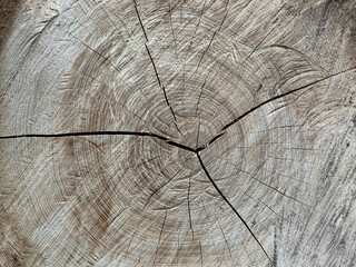 Fototapeta premium The texture of the surface of felled trees with year rings. Background of the felled tree surface with copyspace