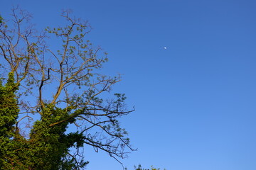 tree and sky