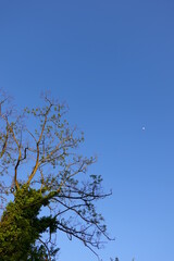 tree and sky
