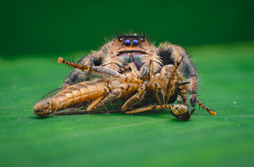 close up of a caterpillar