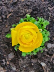 yellow rose on the ground