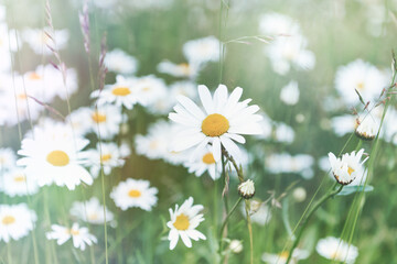 Nature background with wild flowers camomiles. Soft focus. Close up.