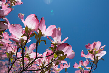 close up of bright pink dogwood blooms on a blue sky