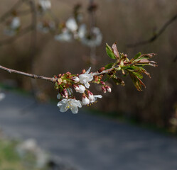 Cherry blossoms just blossomed