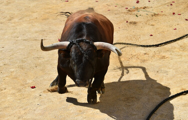 un toro español en un tradicional espectaculo taurino