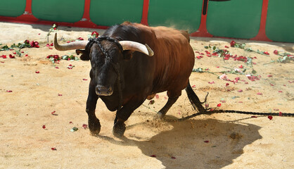 toro bravo español en un tradicional espectaculo de toreo