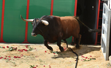 toro español con grandes cuernos en un espectaculo tradicional en una plaza de toros