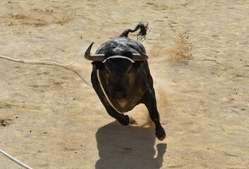un toro bravo español con grandes cuernos en una plaza de  toros