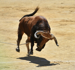 un toro español en un tradicional espectaculo taurino