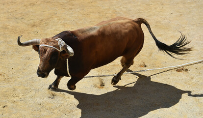 toro español con grandes cuernos en un espectaculo tradicional en una plaza de toros