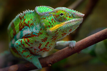 chameleon