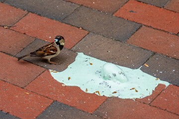 "One man's loss is another man's gain" concept for bird eating ice cream dropped on brick walkway - Powered by Adobe