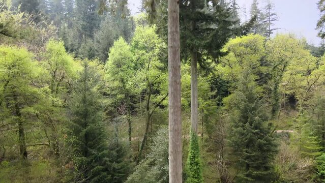 Beautiful tall sitka spruce tree in a forest in England, Somerset