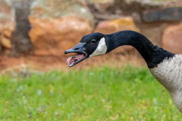 Canada Goose giving the Raspberry