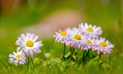 Daisies. Group of delicate pink spring flowers