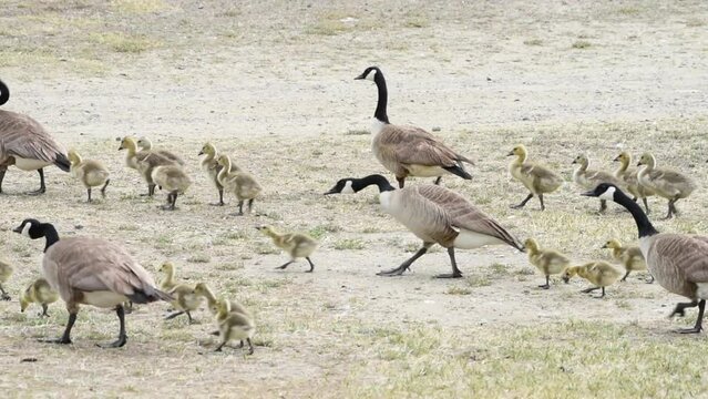 HD video several adult Canada Geese pairs with dozens of goslings walking on drought parched grass next to walking path in city park
