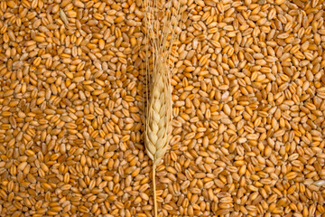 Wheat plant background. Nature farming. Natural background. Farmer field.Wheat crisis.Record prices and high prices for bakery.