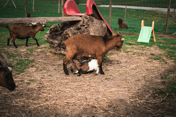 goat feeding smaller goats on a farm