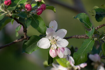 Pink flowers of a blossoming apple tree in spring on a sunny day close-up in nature outdoors. Blooming apple tree in spring time.