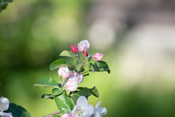 Pink flowers of a blossoming apple tree in spring on a sunny day close-up in nature outdoors. Blooming apple tree in spring time.