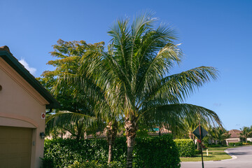 Fototapeta na wymiar Palm trees in a South Florida golf community, real estate background