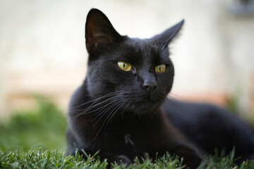 Closeup shot of an adorable black cat with green eyes