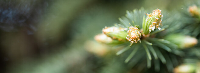 Christmas frame on the background of the Christmas tree, New Year theme.