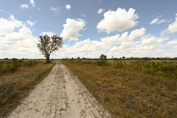 Tree by a dirt road