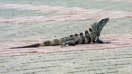 iguana on the rock