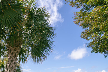 Palm trees tropical Florida sky background
