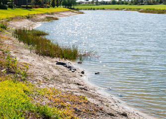 Alligator sunning on the shores of a golf course pond, Bonita Springs Florida.