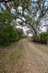 Obraz premium path in the park