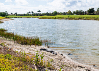 Alligator basking in the sun and resting at a golf course pond.