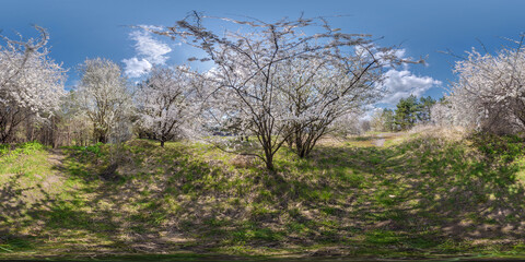 full seamless spherical hdri 360 panorama view in cherry blooming garden with sunny day in...