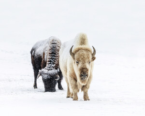 White Bison, or White Buffalo, Bison bison bison, in winter, a rare and sacred animal, Manitoba, Canada. © Ken Gillespie