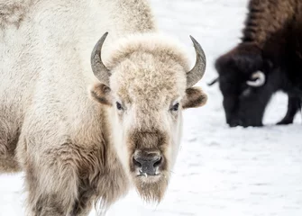 Keuken foto achterwand Bizon Sacred White Bison, or Buffalo, Manitoba, Canada.