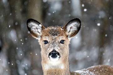 White-tailed Deer Doe, Odocoileus virginianus, in winter snowfall, Birds Hill Provincial Park, Manitoba, Canada