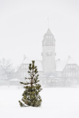 Fototapeta na wymiar A lone Pine tree in a blizzard, Assiniboine Park Pavilion in the background, Assiniboine Park, Winnipeg, Manitoba, Canada.