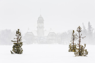 Pine trees in a snowstorm, Assiniboine Park Pavilion in the background, Assiniboine Park, Winnipeg, Manitoba, Canada.
