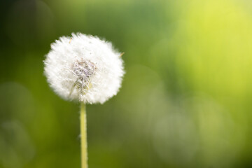 Dandelion seeds in the sunlight blowing away across a fresh green morning background