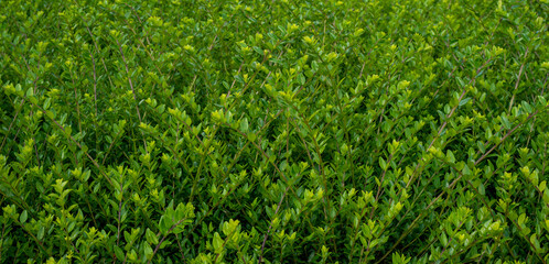 Green bush used as a hedge