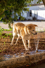 Puppy dog playing with water