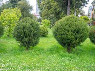 Sheared bushes on the lawn. Park design.  Beautiful green shrubs.