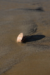 Coquillages sur le sable à marée basse