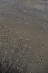 Coquillages sur le sable à marée basse